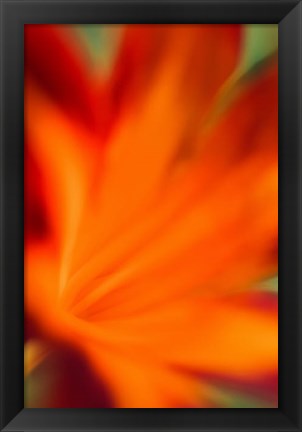 Framed Red Daylily 2 Print