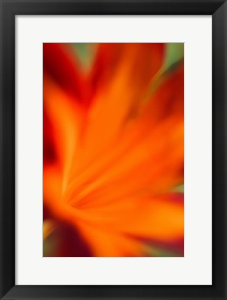 Framed Red Daylily 2 Print