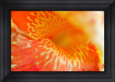 Framed Orange Canna Flower Detail Print