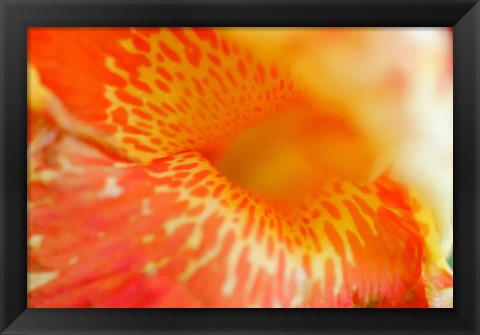 Framed Orange Canna Flower Detail Print