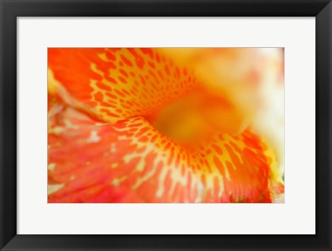 Framed Orange Canna Flower Detail Print