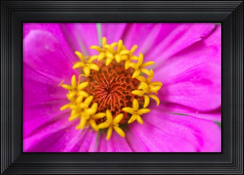 Framed Hot Pink Zinnia Flower Print