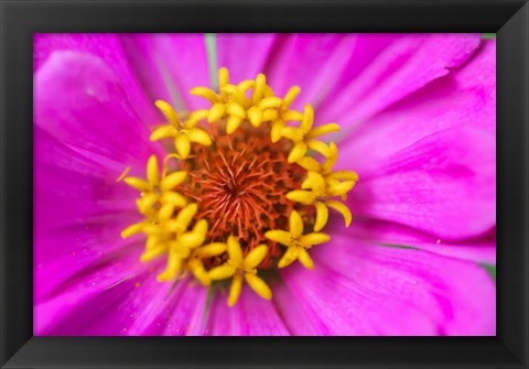 Framed Hot Pink Zinnia Flower Print