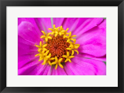 Framed Hot Pink Zinnia Flower Print