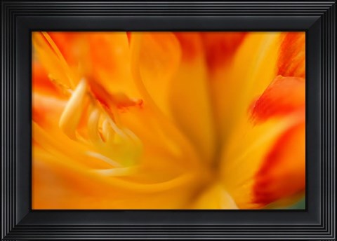 Framed Orange Daylily Print
