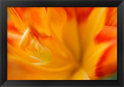 Framed Orange Daylily Print