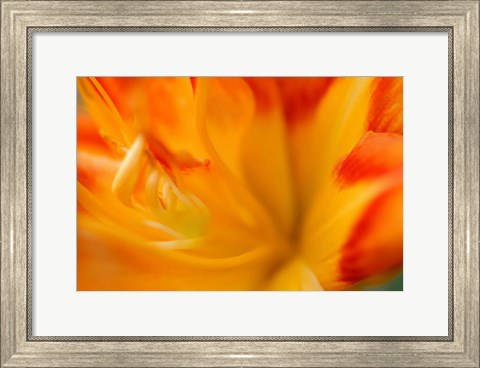 Framed Orange Daylily Print