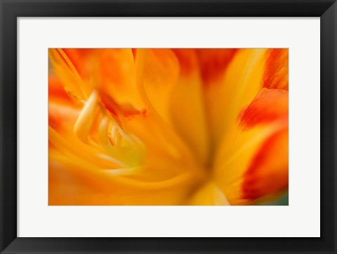 Framed Orange Daylily Print