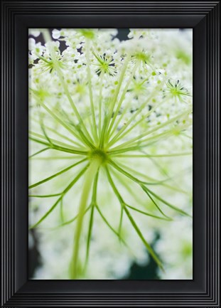 Framed Queen Anne&#39;s Lace Flower 1 Print