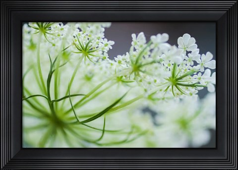 Framed Queen Anne&#39;s Lace Flower 2 Print