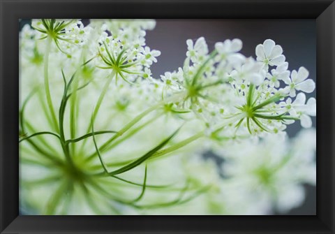 Framed Queen Anne&#39;s Lace Flower 2 Print