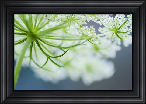 Framed Queen Anne&#39;s Lace Flower 3 Print