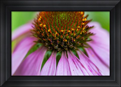 Framed Pink Coneflower Print