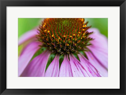 Framed Pink Coneflower Print