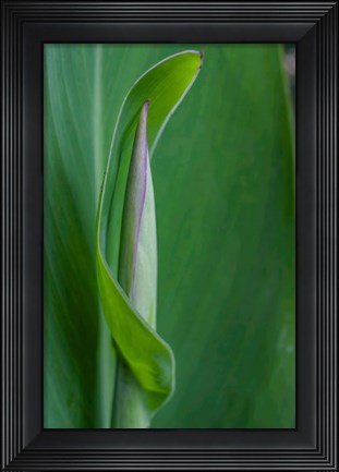 Framed Canna Leaf Bud Print