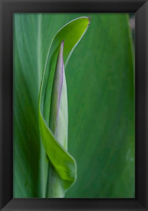 Framed Canna Leaf Bud Print