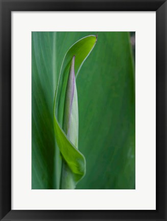 Framed Canna Leaf Bud Print