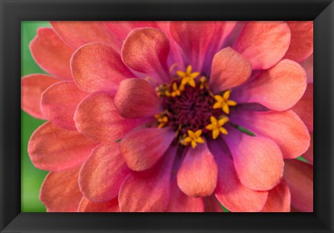 Framed Zinnia Blossom 1 Print