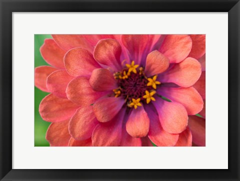 Framed Zinnia Blossom 1 Print