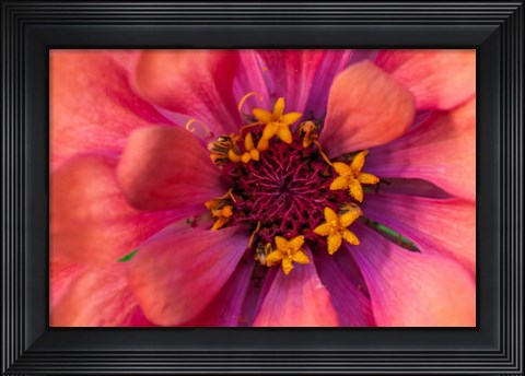 Framed Zinnia Blossom 2 Print