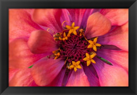 Framed Zinnia Blossom 2 Print