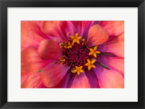 Framed Zinnia Blossom 2 Print