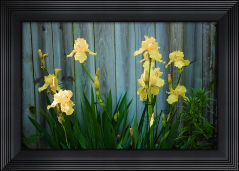 Framed Yellow Bearded Iris And Rustic Wood Fence Print