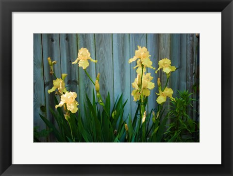 Framed Yellow Bearded Iris And Rustic Wood Fence Print