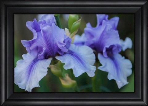 Framed Lavender Iris 1 Print