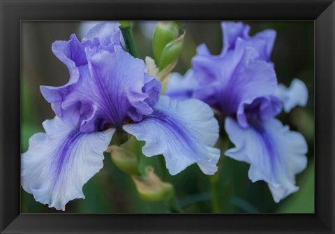 Framed Lavender Iris 1 Print