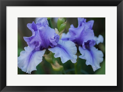 Framed Lavender Iris 1 Print