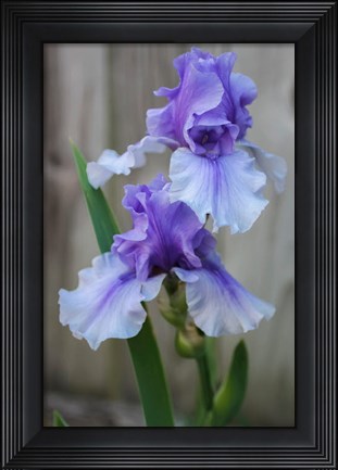 Framed Lavender Iris 2 Print