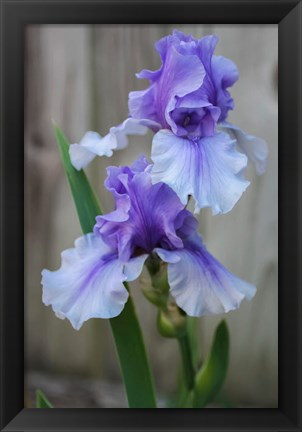 Framed Lavender Iris 2 Print