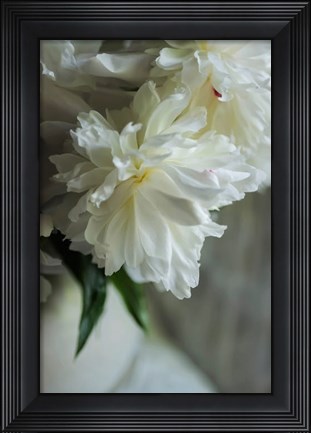 Framed White Peonies In Cream Pitcher 1 Print