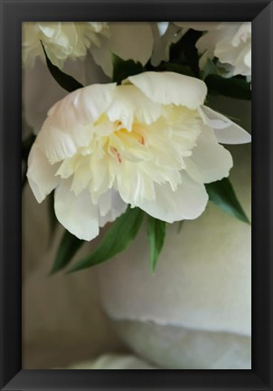 Framed White Peonies In Cream Pitcher 3 Print