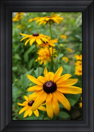 Framed Black-Eyed Susan Flowers Print