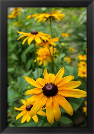 Framed Black-Eyed Susan Flowers Print