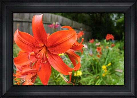 Framed Orange Tiger Lily Print