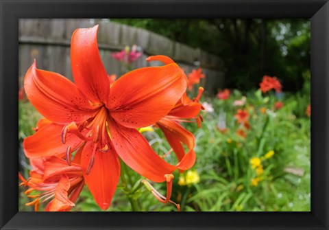 Framed Orange Tiger Lily Print