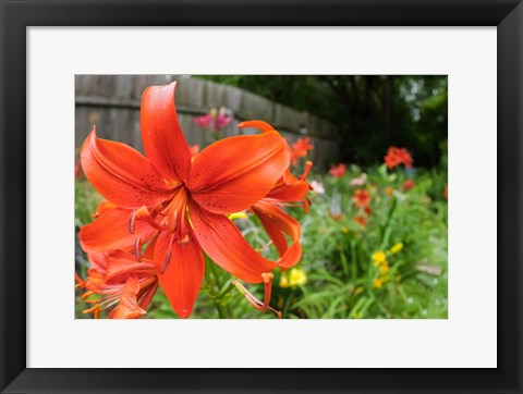 Framed Orange Tiger Lily Print