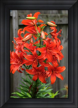 Framed Orange Tiger Lily Print