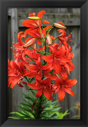 Framed Orange Tiger Lily Print