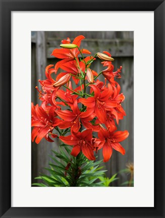 Framed Orange Tiger Lily Print