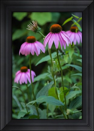 Framed Purple Coneflowers 1 Print