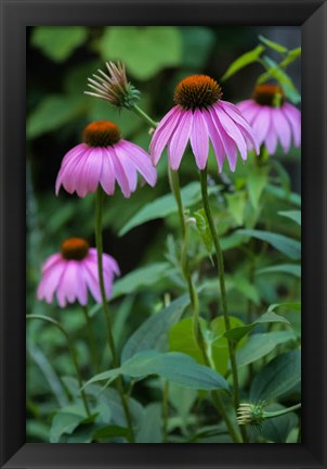 Framed Purple Coneflowers 1 Print