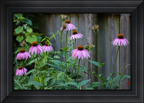 Framed Purple Coneflowers 2 Print