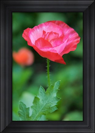 Framed Red Poppy Flower Print