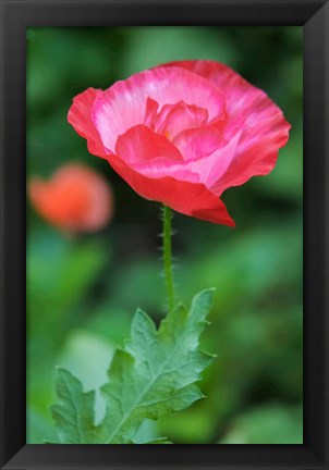 Framed Red Poppy Flower Print