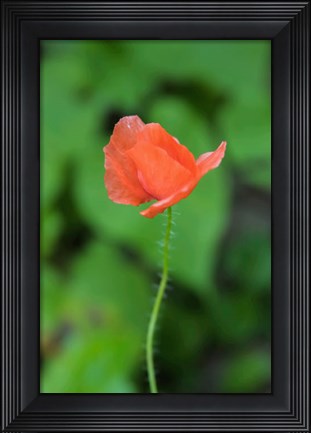 Framed Poppy Flower Print