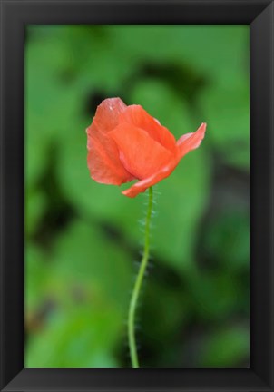 Framed Poppy Flower Print